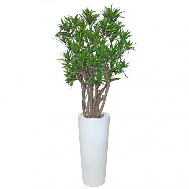 Planta semi-artificiala Ila, Dracaena Reflexa Robusta Green - 190 cm